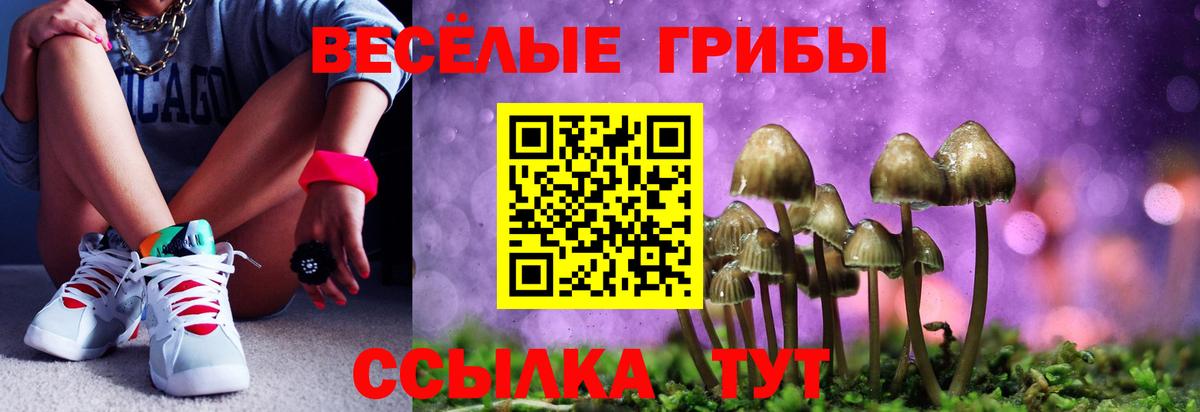 Галлюциногенные грибы Psilocybine cubensis Сальск